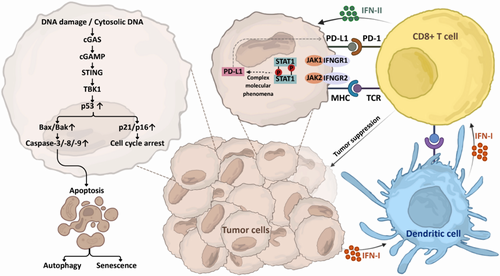 سیگنال‌دهی اینترفرون و مسیر STING در سرطان‌های سر و گردن: گشودن رازهای ایمنی و افق‌های درمانی نوین